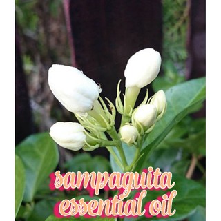 Sampaguita Essential Oil