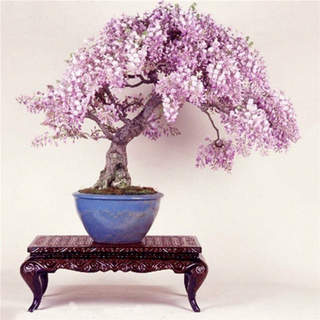 10PCS Rare Wisteria Bonsai Seeds Mini Bonsai Tree Indoor Ornamental Plant DecorR1
