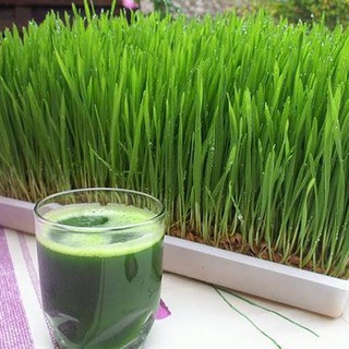 Wheat Grass Seeds for Sprouting