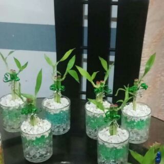 Lucky bamboo p20 per stalks only (5)