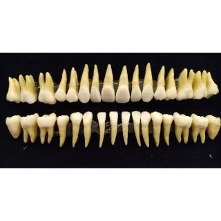 32 Artificial tooth model for curving anatomy