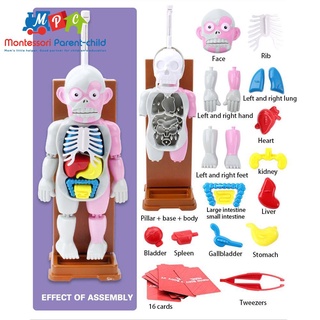 4D Human Organs Skeletion Funny ANATOMY MODEL Medical Body Skull Skeleton Anatomical Cock Model Kids