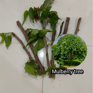 mulberry in Philippines Morus Rubra (1)