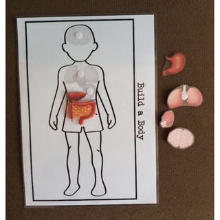 BODY ORGANS MATCHING ACTIVITY LAMINATED WITH VELCRO