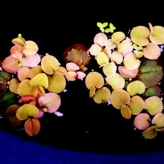 Phyllanthus Fluitans / Red Root Floater floating plant for aquarium and ponds