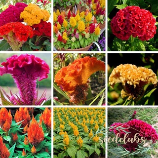 100PCS Mixed-colors Celosia Seeds Flower Seeds