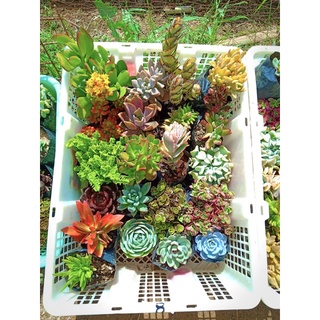 FREE SHIPPING 20PCS Assorted Succulents Varieties (4)