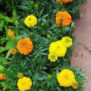 African Marigold ☑️☑️ (4)