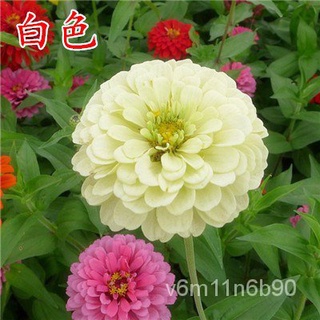 20pcs Flower seeds of centenaria multiflora seed Mixed Color Chrysanthemum seed flowering