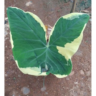 Alocasia Mickey Mouse- aka MONEY CATCHER / Indoor Plants /uprooted (5)