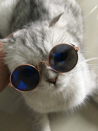 Pet shades sunglasses glasses sunglass visor animals cats dogs