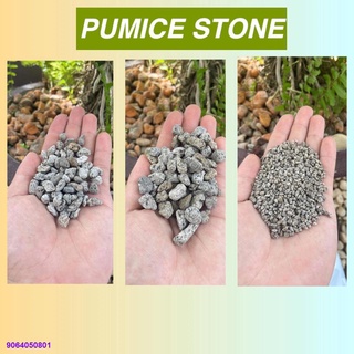 TTF1031♙♞♞1kg Pumice Stones (Matanghito, 1 cm, Corn, 3/8)