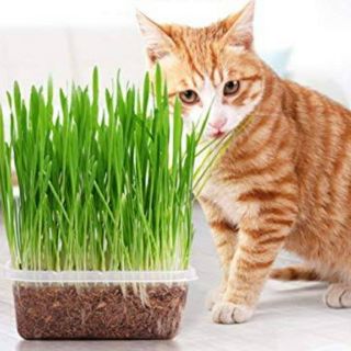 Cat grass seed and soil
