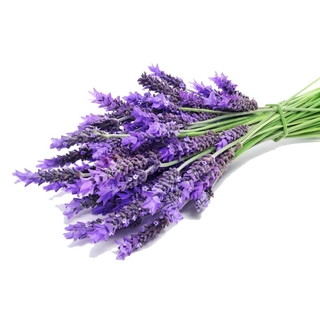 Lavender flower herb seeds