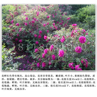 Newly Picked Rose Seeds Red Dahurian Rose Fruit Seeds Rose Seeds Mountain Rose Wholesale (7)