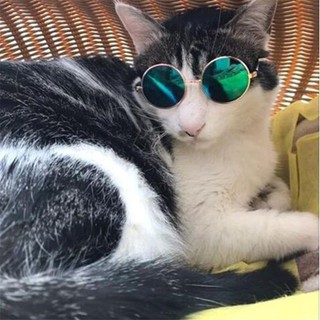 sunglassesglasses□◇Pet shades / eyeglass dog/cat Glasses