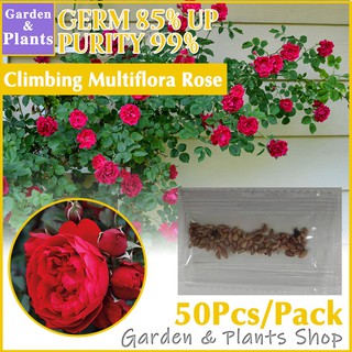 Climbing Rose Seeds Rosa Multiflora Perennial Fragrant Garden Plant Multiflora Flower Seed (1)