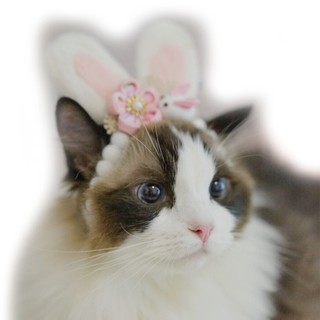 【Must-have for cute pets】Handmade DIY mid-autumn rabbit and wind dog hat cat headdress pet headgear