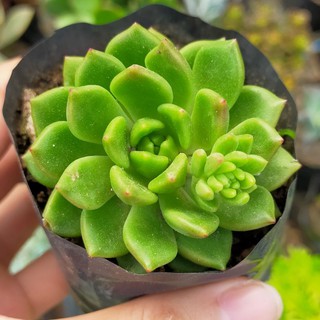 Common and and Uncommon Succulents