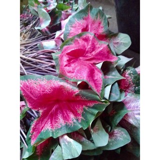 Strawberry Pink: Indoor and Outdoor Plants
