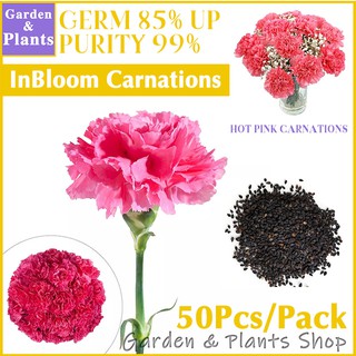 50pcs/bag Hot Pink Seeds Butterfly Carnation Big Flower Seed Legit Seeds For Garden K01 (1)