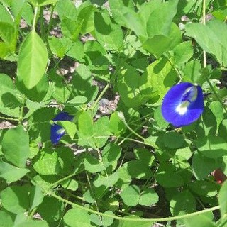 Blue Ternate or Butterfly Pea Seeds