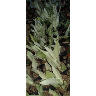 green leaf●┅Uncommon Snake plant 1 pc. variety (Moonshine,Silver Siam,Jade, hahnii dwarf/robusta dwa