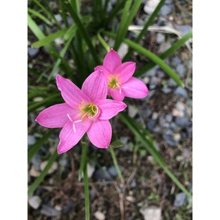 Pink Rain Lily bulbs ( 5 pcs)