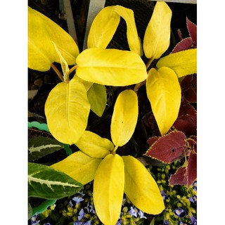 Philodendron MalayGold or Lemon Lime