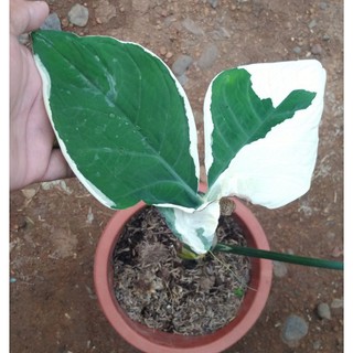 Alocasia Mickey Mouse- aka MONEY CATCHER / Indoor Plants /uprooted