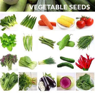 Vegetable Seeds - Corn Tomato Cabbage Radish Cucumber Pumpkin Onion Celery Okra Asparagus seeds