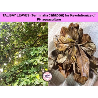 Dried Talisay Leaves for Betta Fish