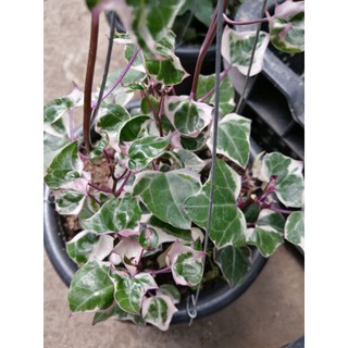 variegated english ivy and wax ivy