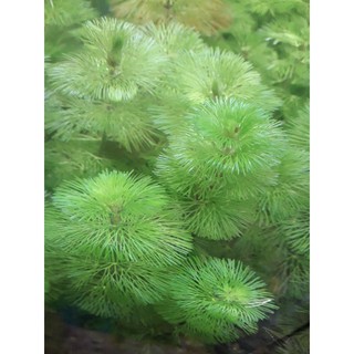 Cabomba green and red submerged low tech aquatic plant for aquariums and ponds