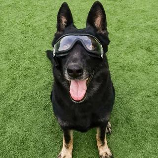 Pet Glasses Dog Goggle Waterproof Pet Eye Protection Waterproof Snow Resistant Large UV Dog Glasses (1)