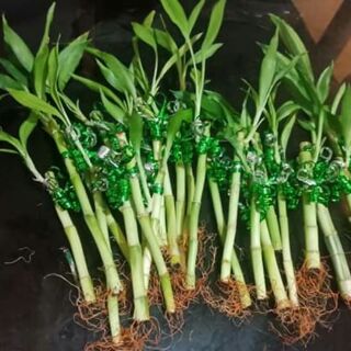 Lucky bamboo p20 per stalks only