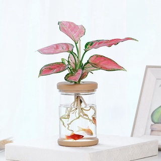 sinana Plastic Plant Pots Lazy Transparent Flower Pot Transparent Pot Automatic Water absorbing Flowerpot Imitation Glass Flower Pots (4)