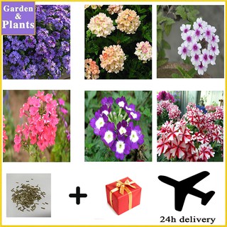 【24H delivery】50 Seeds - Verbena Flower - Hybrid Mix - Mixed Varieties for Beautiful Garden
