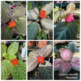 Episcia Live Plant Small Plant Only