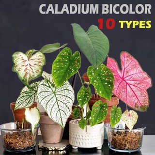 50pcs 10Types Rare Plant Caladium Bicolor Seeds Bonsai Plant Seeds for Garden Decoration
