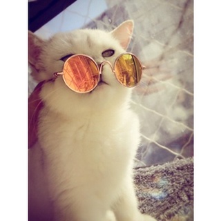 pet EyewearPet Dog Di Headdress Trendy Accessories Dog Sunglasses Cat Glasses Pet Sunglasses Glasses