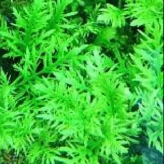 Water Wisteria (Hygrophila difformis) emersed and submerged low tech aquatic plant for aquariums