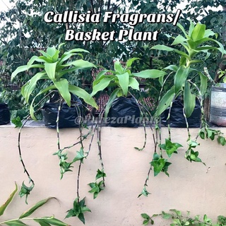 Callisia Fragrans / Basket plant (Live & Rooted) 1 PC ONLY Hanging plant COD Available