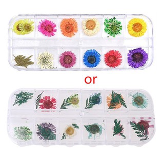 1 Box Real Pressed Flower Leaves Dried Daisy Flower Resin Art Jewelry Making