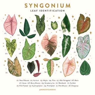 Syngonium Varieties / Syngonium