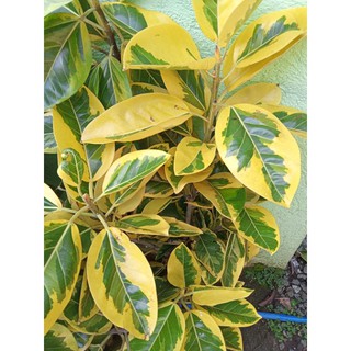 rubber plants lemon lime fresh and matured stem