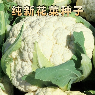 Residents of the Valley Cauliflower Seeds Organic Cauliflower Seeds Cauliflower High-Yield Heat-Resi