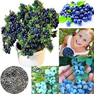 20 Seeds/bag Blueberry Seeds Edible Fruit Tree Seed Bonsai Plant Blue Berry Seed ul0o mk55