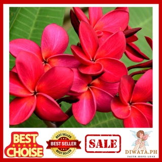 Hawaiian Kalachuchi Red Frangipani For Sale | Fragrant Plumeria Cuttings
