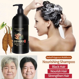 Polygonum multiflorum black hair shampoo